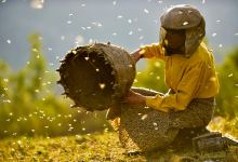 Review | ‘Honeyland’
