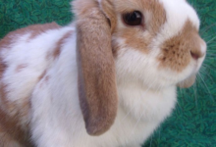 Miss Butterscotch