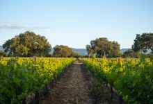 Field Trip: Art Inspired by Wine