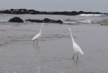 10th Carpinteria Christmas Bird Count