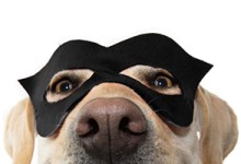 Halloween Pet Costume Photo Contest