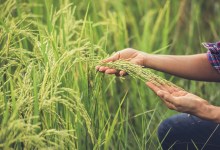 Is Agriculture Nimble Enough for the Climate Crisis?
