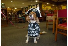 Canine Ambassadors