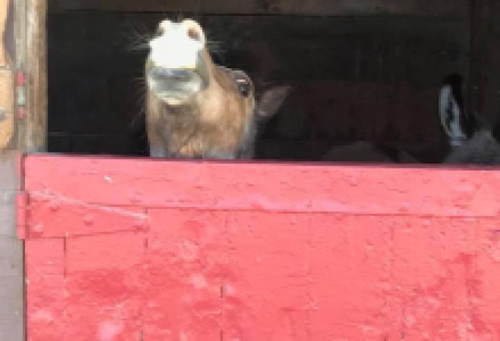 Evacuated Horses Brought to Earl Warren