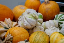 Fall Family Day at Fairview Gardens