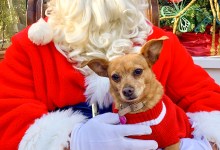Photos with Santa