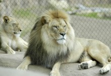 Chadwick, the Santa Barbara Zoo’s Elderly Lion, Has Died