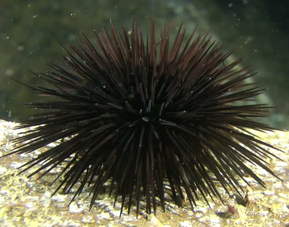 urchin