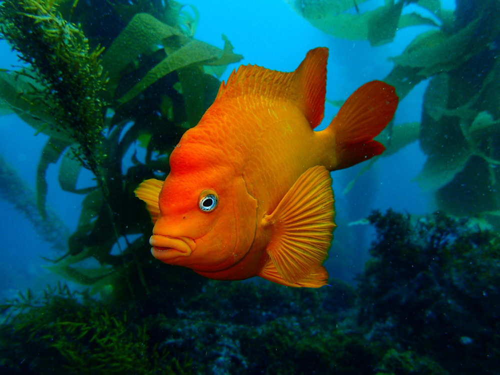 Garibaldi