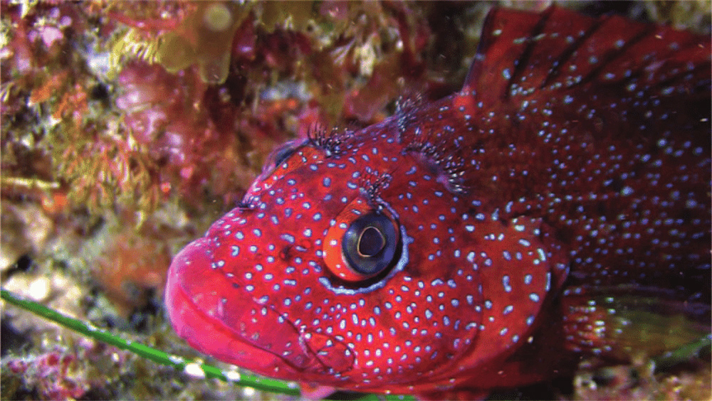 blenny
