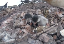 SB Audubon Evening Program: “Living with Penguins”