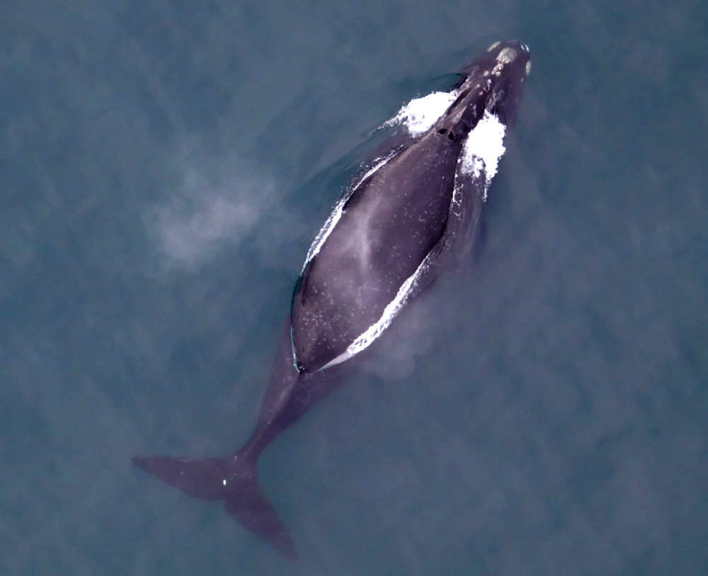 whale