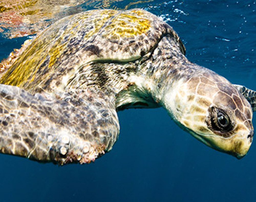 sea turtle