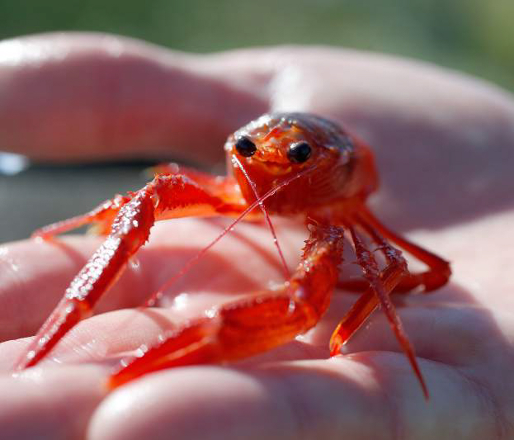 crab