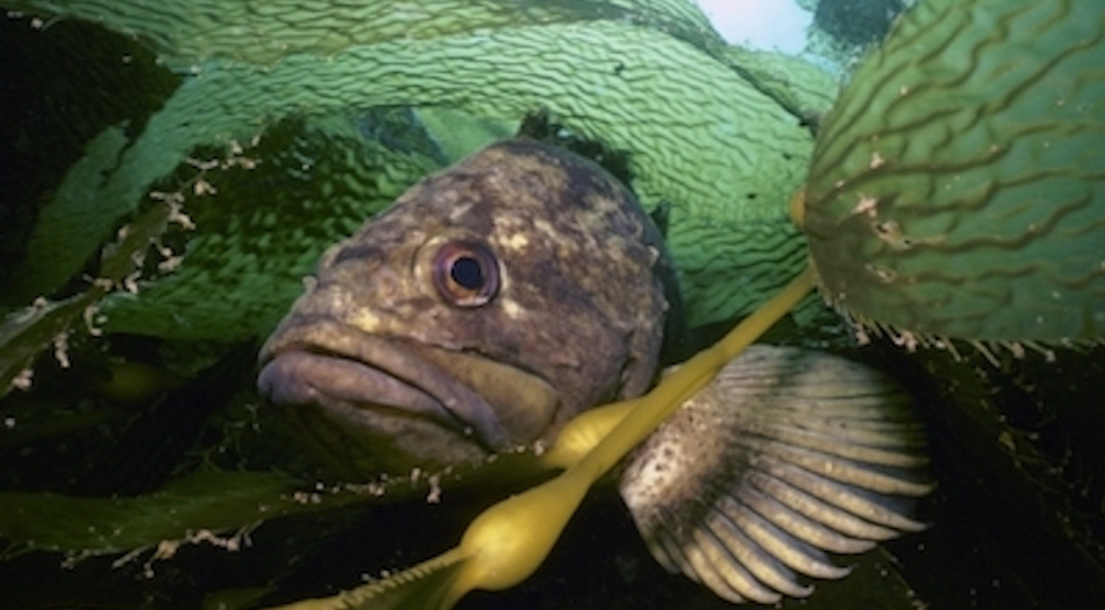 Rock Fish