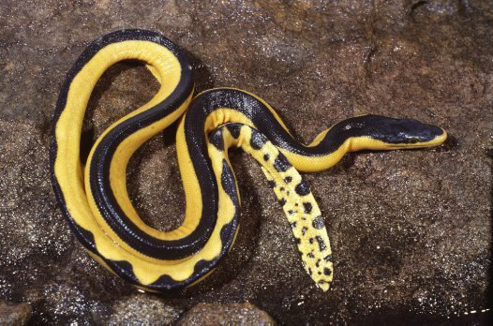 snake