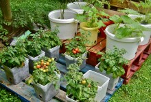 Growing Your Own Organic Goods in Small Spaces