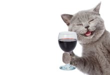 Wine Tasting 101 Live Stream w/ cats @ Cat Therapy