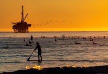 Understanding California’s Coastal White Sharks