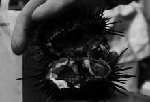 Urchin Diving & the Coronavirus