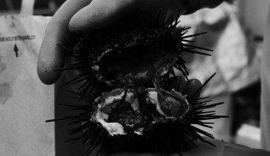 Urchin Diving & the Coronavirus