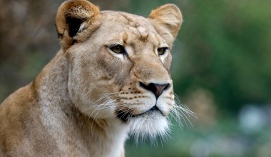 Photo Gallery | Santa Barbara Zoo Open to Public with Limited Capacity