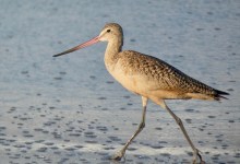 Carpinteria Birdwatchers Virtual Meetings