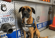 County Fire Department Welcomes First Emotional Support Canine