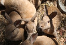 Santa Barbara Braces for ‘Bunny Ebola’