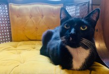 Introducing Gael García Sundstrom