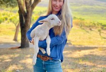 Meet Clover the Lamb