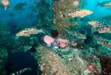 Fishermen and Researchers Consider Rig Removals