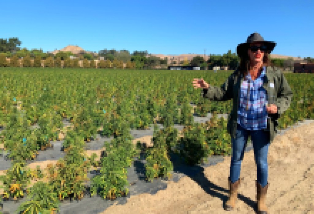 The Agro Women of Santa Barbara County