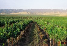 Santa Barbara Vintners Present Self-Taxing Idea to County Supervisors