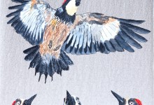 “Portraits of Santa Barbara Birds” Emil Morhardt