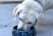 Pet Bowl Workshop