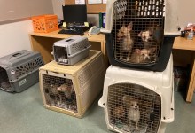 104 Dogs Rescued from Lompoc Home by Animal Services