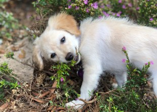 Why Are So Many Folks Hankering for a Pandemic Pup?