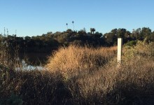 Mini Monolith Spotted in Santa Barbara Bird Sanctuary