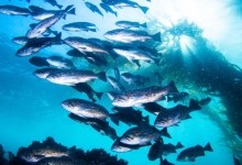 Nearly No Poaching in Channel Islands Marine Protected Areas