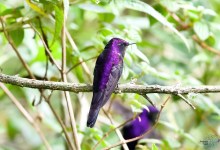 Birding Colombia with Santa Barbara Audubon