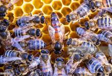 Online: Beginning Beekeeping Class