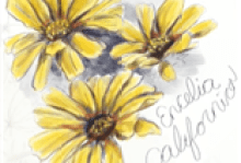 Online Workshop: 2-Part Nature Journaling