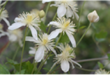 Online Event: Spring Blooms with Sally Isaacson