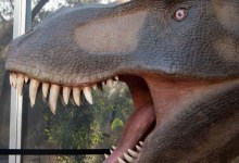 Zoom Event: Conversations with a Curator – Dinosaur Evolution