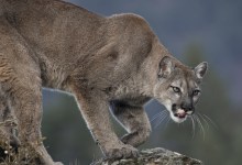 Science Pub From Home: Humans and Mountain Lions