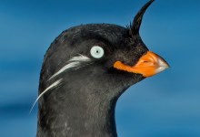 Zoom Event: The Russian Far East – Birding in the Sea of Sorrow