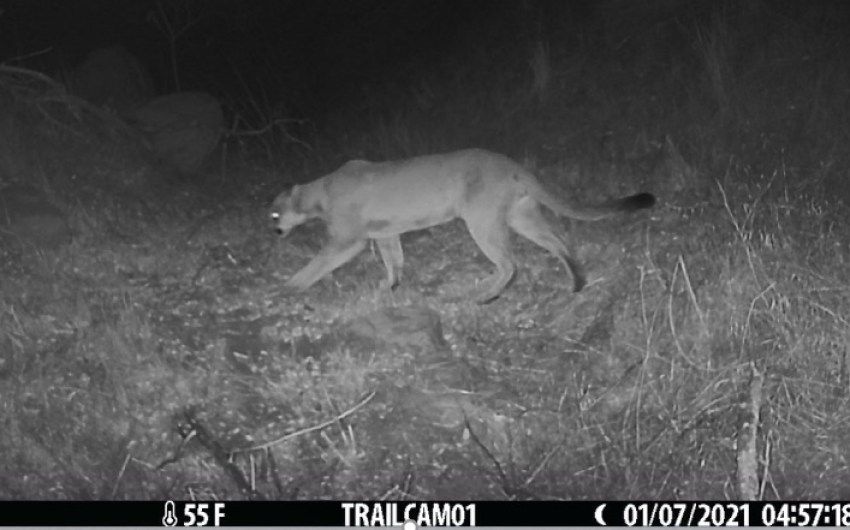 Caltrans Turns Spotlight on Roadkill Hotspot