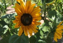 Garden Farm Tour and Lunch at Pilgrim Terrace