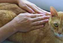 Reiki Healing for Pets